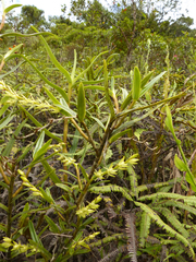 Epidendrum rugulosum