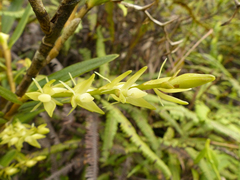 Epidendrum rugulosum
