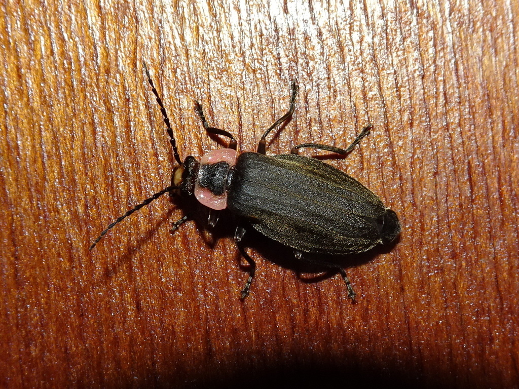 Three-ribbed Soldier Beetle
