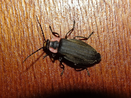 Three-ribbed Soldier Beetle