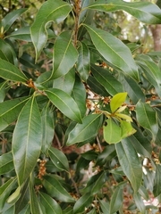 Sideroxylon salicifolium