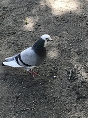 Columba livia domestica
