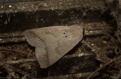 Pantydia capistrata