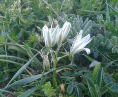 Ornithogalum navaschinii