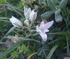 Ornithogalum navaschinii