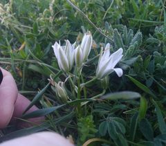 Ornithogalum navaschinii