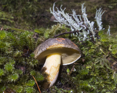 Boletus leptospermi