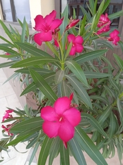 Nerium oleander