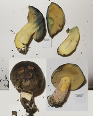 Boletus leptospermi