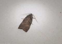 Cryptoptila crypsilopha