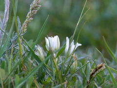 Ornithogalum navaschinii