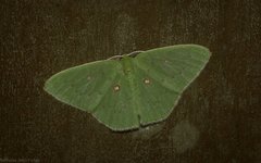 Comostola leucomerata