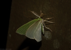 Comostola leucomerata