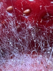 Mucor mucedo
