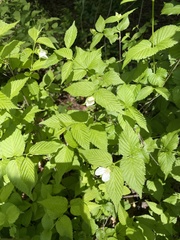 Rhodotypos