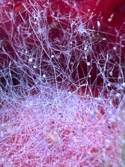 Mucor mucedo
