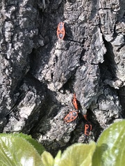 Pyrrhocoris apterus