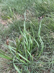 Lolium perenne perenne
