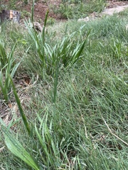 Lolium perenne perenne