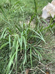 Lolium perenne perenne
