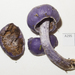 Purple Pouch Fungus - Photo (c) Jerry Cooper, some rights reserved (CC BY), uploaded by Jerry Cooper