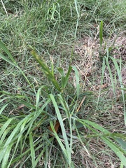 Lolium perenne perenne