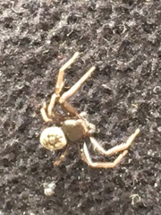 Coriarachne depressa