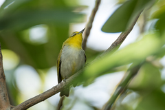 Zosterops simplex williamsoni