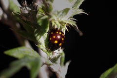 Chrysolina vigintimaculata