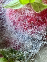 Mucor mucedo