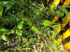 Eupatorium tashiroi
