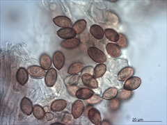 Cortinarius porphyroideus