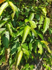 Glochidion lanceolatum