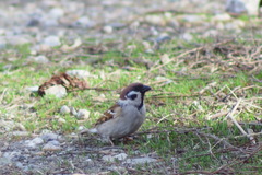 Passer montanus