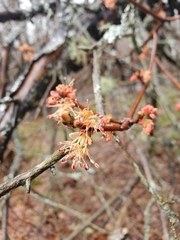 Acer rubrum image