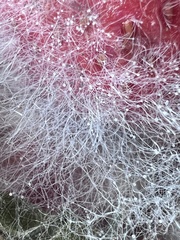 Mucor mucedo