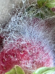 Mucor mucedo