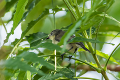 Gerygone sulphurea sulphurea