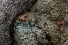Optediceros breviculum