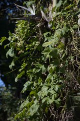 Ipomoea mauritiana