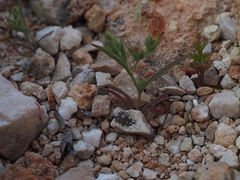 Bupleurum semicompositum