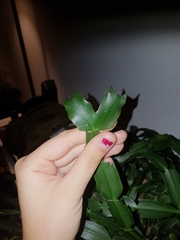 Schlumbergera