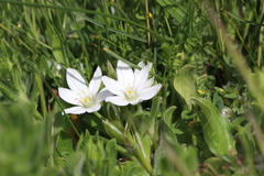 Ornithogalum baeticum