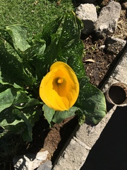 Zantedeschia elliottiana
