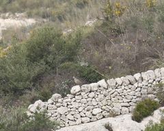 Alectoris graeca whitakeri