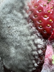 Mucor mucedo