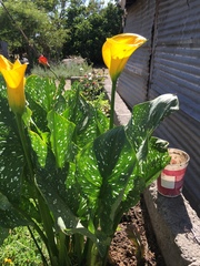 Zantedeschia elliottiana