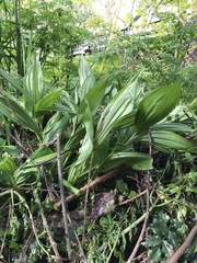 Veratrum californicum