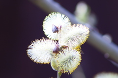 Salix caprea