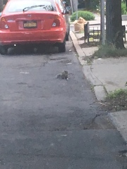 Sciurus carolinensis